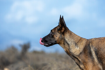 Naklejka premium Malinois in profile with tongue out