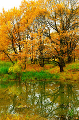 Fototapeta premium Autumn forest landscape. Yellow oak trees near the pond in cloudy weather, autumn forest landscape scene