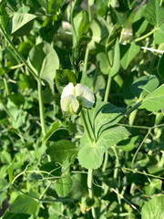 Pea flower