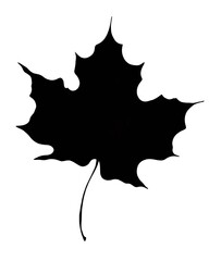 Black silhouette of a maple leaf isolated on a white background for artistic purposes