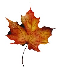 Autumn leaves display vibrant colors of red and orange against a white background