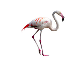 Fototapeta premium a flamingo walking on a white background