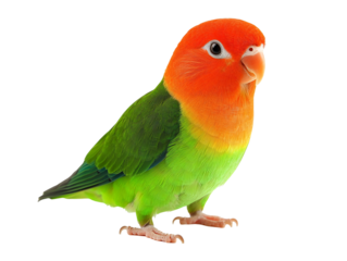 a green and orange bird