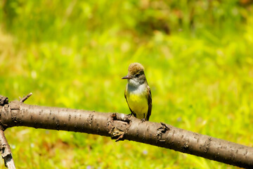 Great crested flycatcher (Myiarchus crinitus)  in the spring during nesting