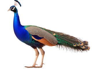 Fototapeta premium a peacock with a white background