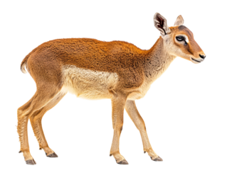 a deer standing on a white background