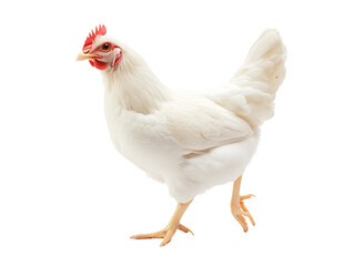 a white chicken walking