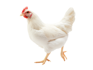 a white chicken walking