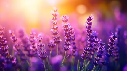 Obraz premium A field of lavender flowers bathed in the warm glow of the setting sun. The flowers are in soft focus, creating a dreamy and romantic atmosphere. This image symbolizes peace, tranquility, relaxation, 