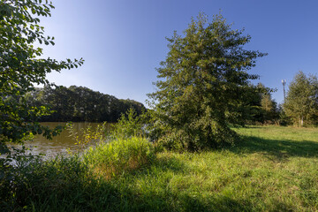 A tree is growing near a body of water