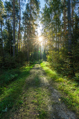 A path through a forest with sunlight shining through the trees