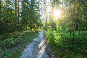 A path through a forest with a sun shining through the trees