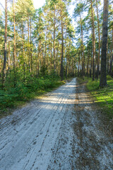 A dirt road in a forest with trees on either side
