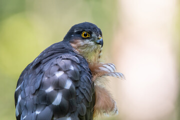 Sparrowhawk in the forest on the hunt looking for prey