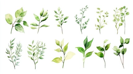 Artistic watercolor collection of foliage plants with intricate detailing, each isolated in a thin frame, against a luminous white background