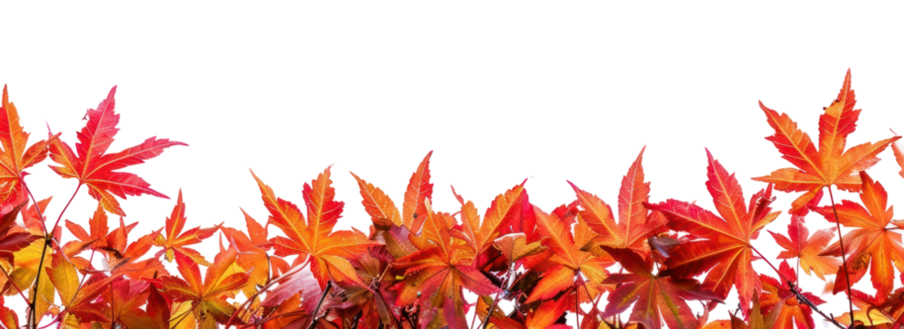 PNG Maple Leaves maple plant leaf.