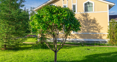 A small tree is in front of a yellow house