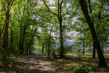 Obraz premium A forest with a path through it
