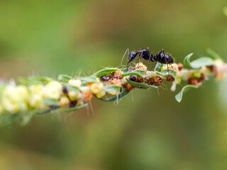 red ant on leaf