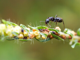ant on a leaf
