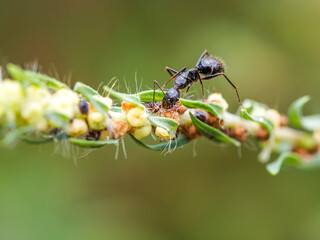 red ant on leaf