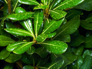 rain drops on a leaf
