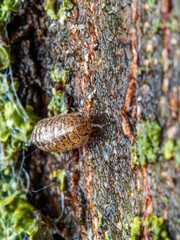 macro of a snail on a tree