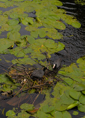 Bird building a nest 