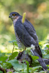 Sparrowhawk in the forest on the hunt looking for prey