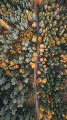 Aerial View of a Colorful Autumn Forest with a Winding Path Through Mixed Trees