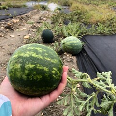 A hand holding watermelon in a watermelon field during harvest