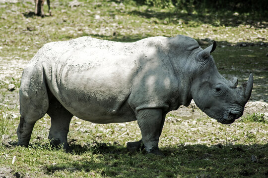 Nashorn