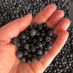 Hand holding wild blueberries with more blueberries in background