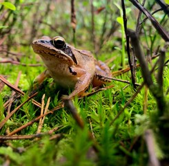 Small forest frog sitting in moss