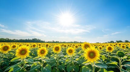 A vast sunflower field in full bloom under a clear blue sky, with rows of bright yellow flowers facing the sun, symbolizing summer and nature beauty.