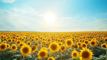Fototapeta premium A vast sunflower field in full bloom under a clear blue sky, with rows of bright yellow flowers facing the sun, symbolizing summer and nature beauty.