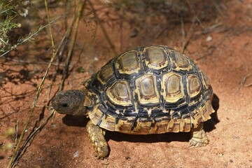 Schildkröte auf dem Sandboden in Namibia.