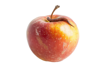 A red and yellow apple with a live worm emerging through it, presented on a stark white background. Suitable for depicting imperfection and organic themes.