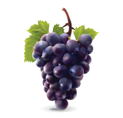 Realistic grape isolated white background, vector realistic, autumn illustration	