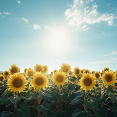 Fototapeta premium A vibrant 4K background featuring a field of blooming sunflowers under a bright blue sky, showcasing nature's beauty in stunning detail