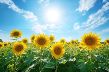 Obraz premium A vibrant 4K background featuring a field of blooming sunflowers under a bright blue sky, showcasing nature's beauty in stunning detail