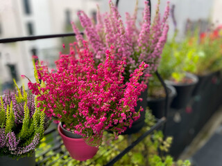 Beautiful blooming vinrant purple-pink bell Heather Erica cinerea decorative flowers in flower pot...