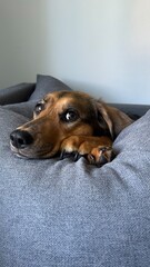 dog in bed