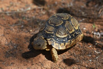 Schildkröte auf dem Sandboden in Namibia.
