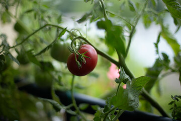 Tomato plants in greenhouse Green tomatoes plantation.