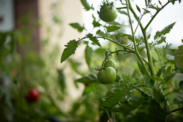 Tomato plants in greenhouse Green tomatoes plantation.