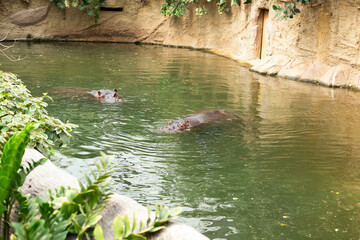 Just like tip of an ice berg - Hippo in water.