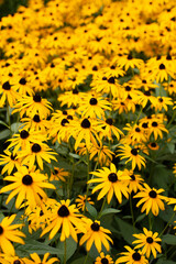 Beautiful group of yellow daisies