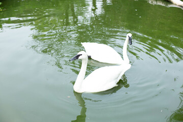 A swan side eyeing the camera.