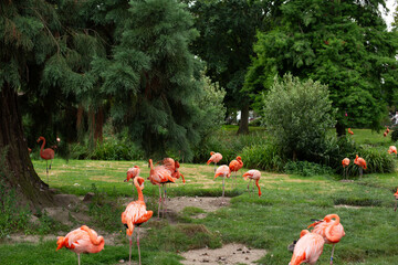 Flamingo, Zoo, colorful, bird, animal